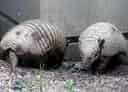 ムツオビアルマジロの写真 14